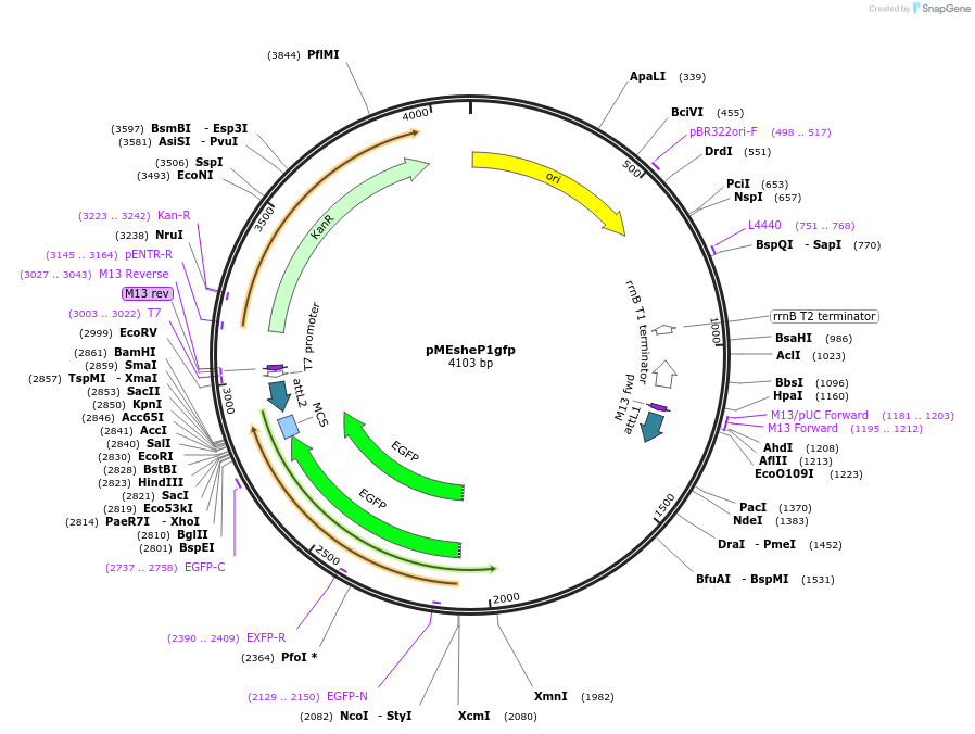 90130-plasmid-map-sequence-id-178595