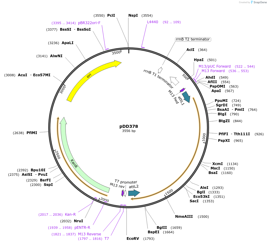 91827-plasmid-map-sequence-id-178611