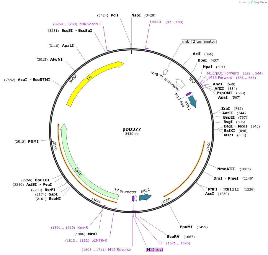 91823-plasmid-map-sequence-id-178618