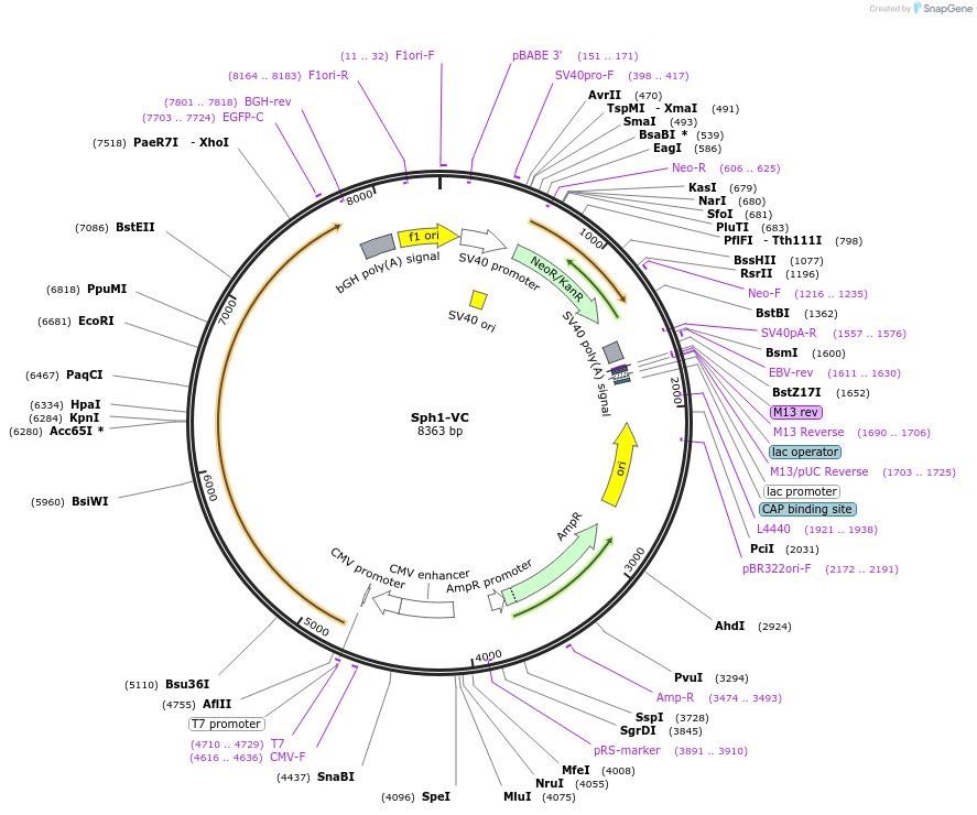 89756-plasmid-map-sequence-id-178646