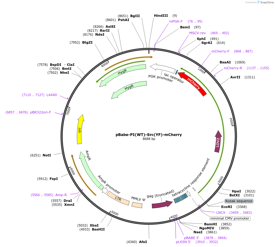 87357-plasmid-map-sequence-id-178649
