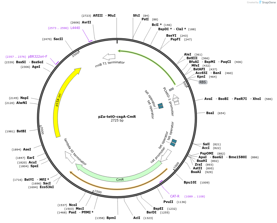 89579-plasmid-map-sequence-id-178651