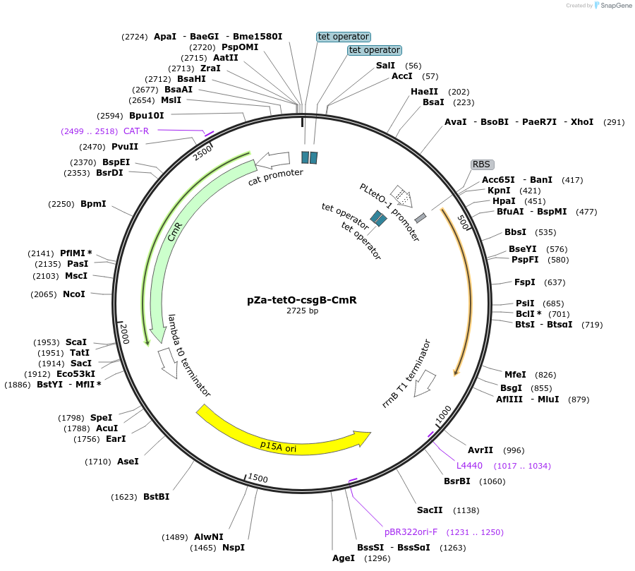 89580-plasmid-map-sequence-id-178652