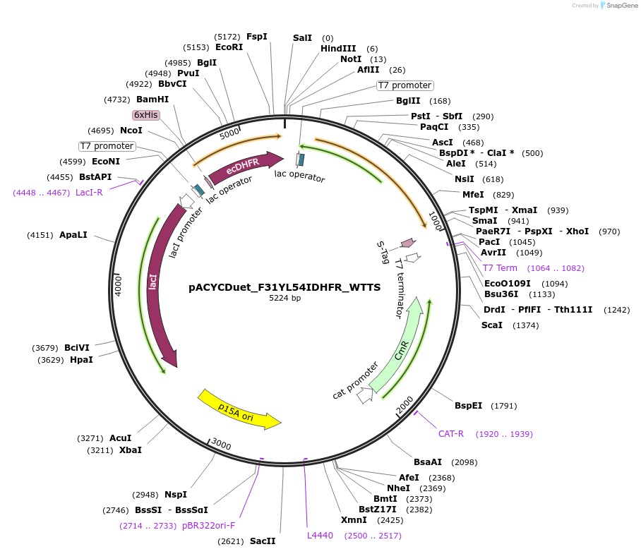91231-plasmid-map-sequence-id-178685