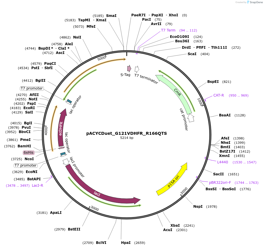 91232-plasmid-map-sequence-id-178686