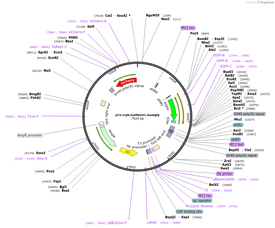 90137-plasmid-map-sequence-id-178705