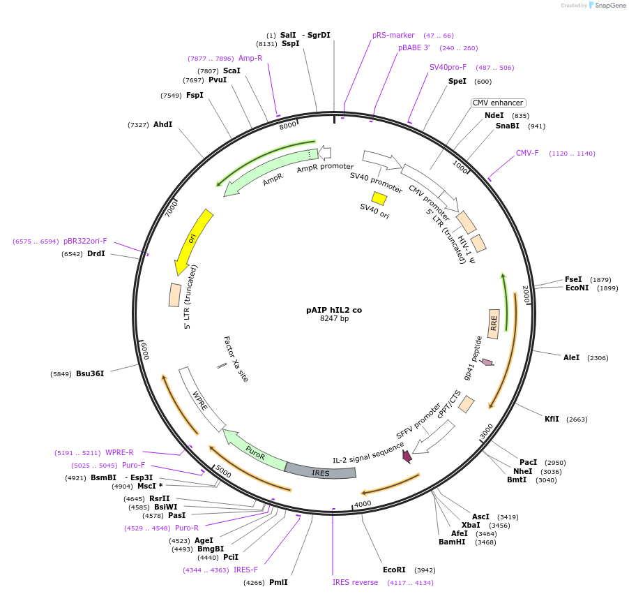 90513-plasmid-map-sequence-id-178816