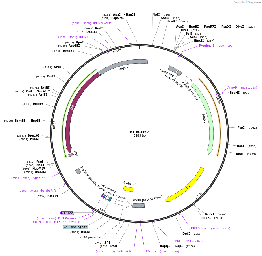 73990-plasmid-map-sequence-id-178823