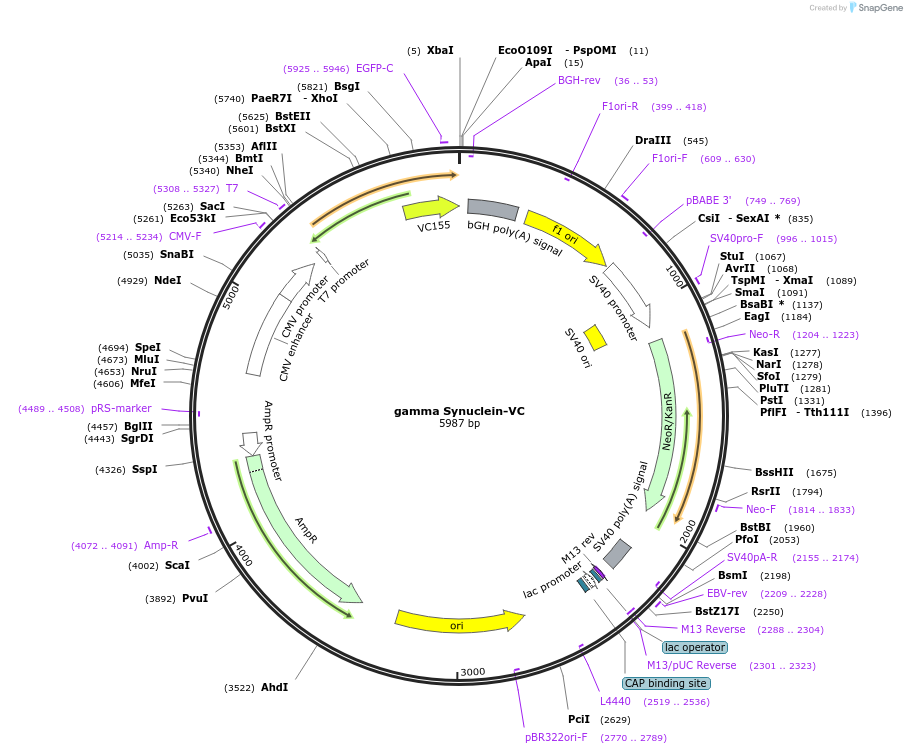 89734-plasmid-map-sequence-id-178835