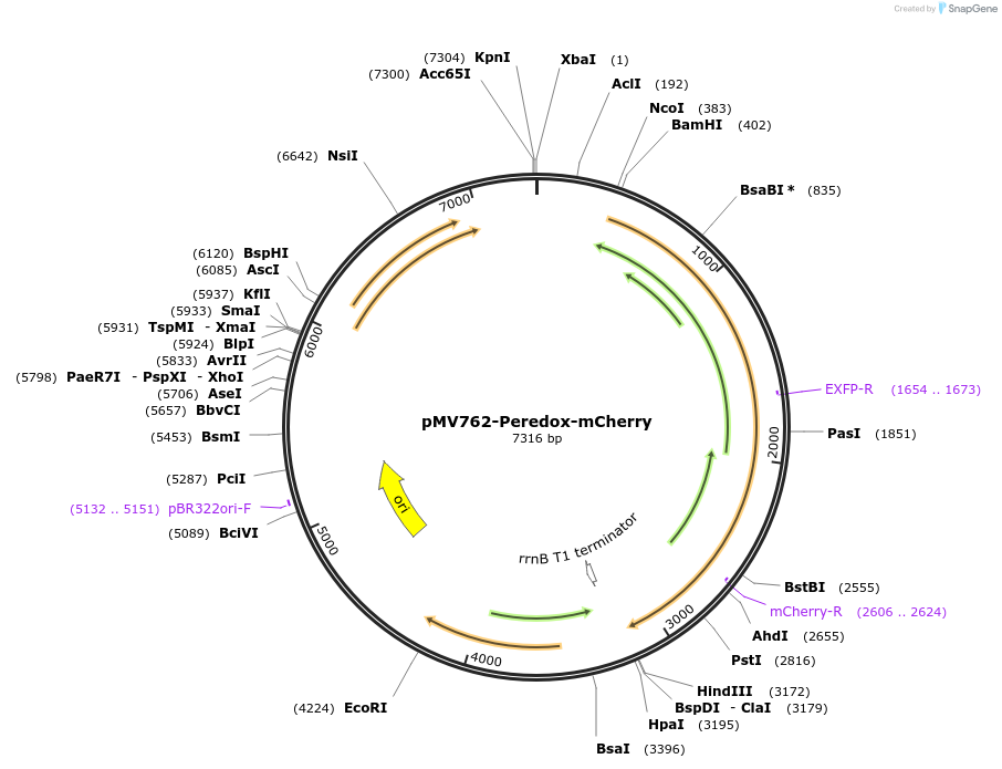 90217-plasmid-map-sequence-id-178848