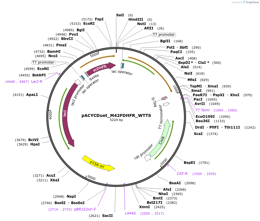 91237-plasmid-map-sequence-id-178849