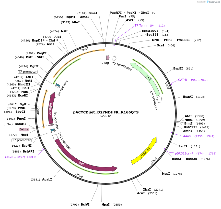 91243-plasmid-map-sequence-id-178852