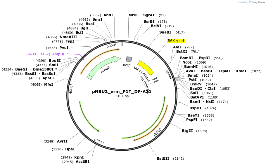 90318-plasmid-map-sequence-id-178854