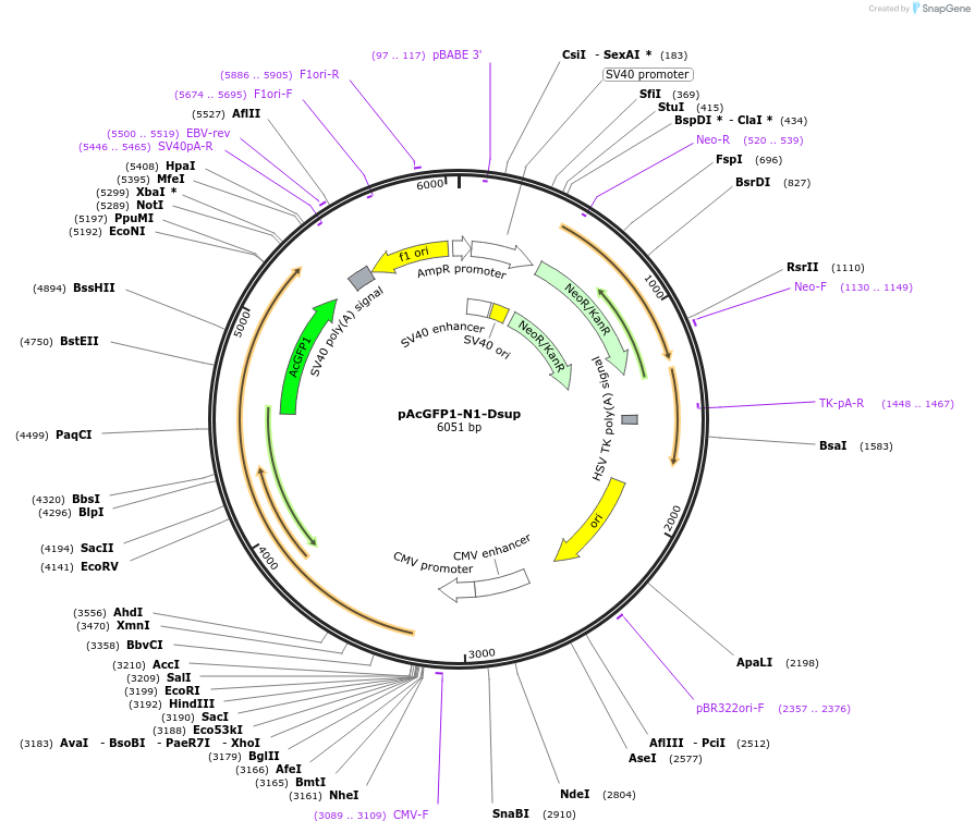 90020-plasmid-map-sequence-id-178858