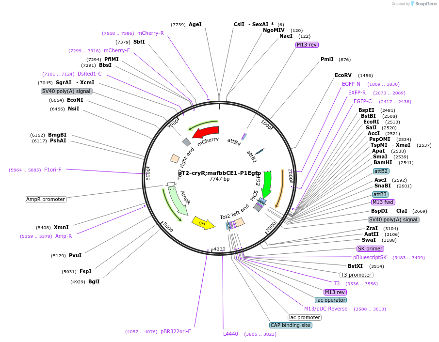 90155-plasmid-map-sequence-id-178876