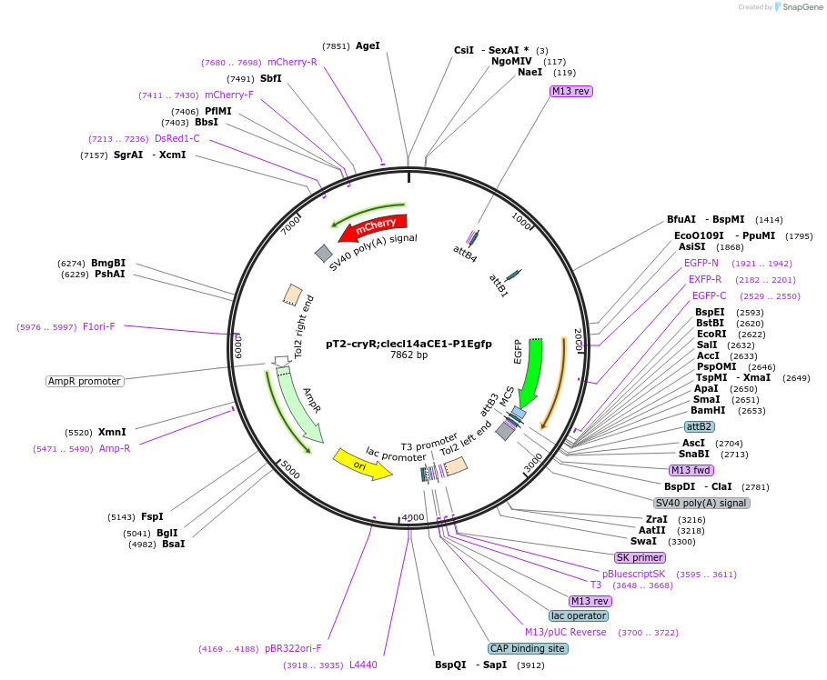 90157-plasmid-map-sequence-id-178878