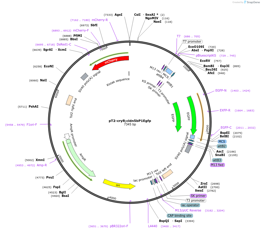 90158-plasmid-map-sequence-id-178934