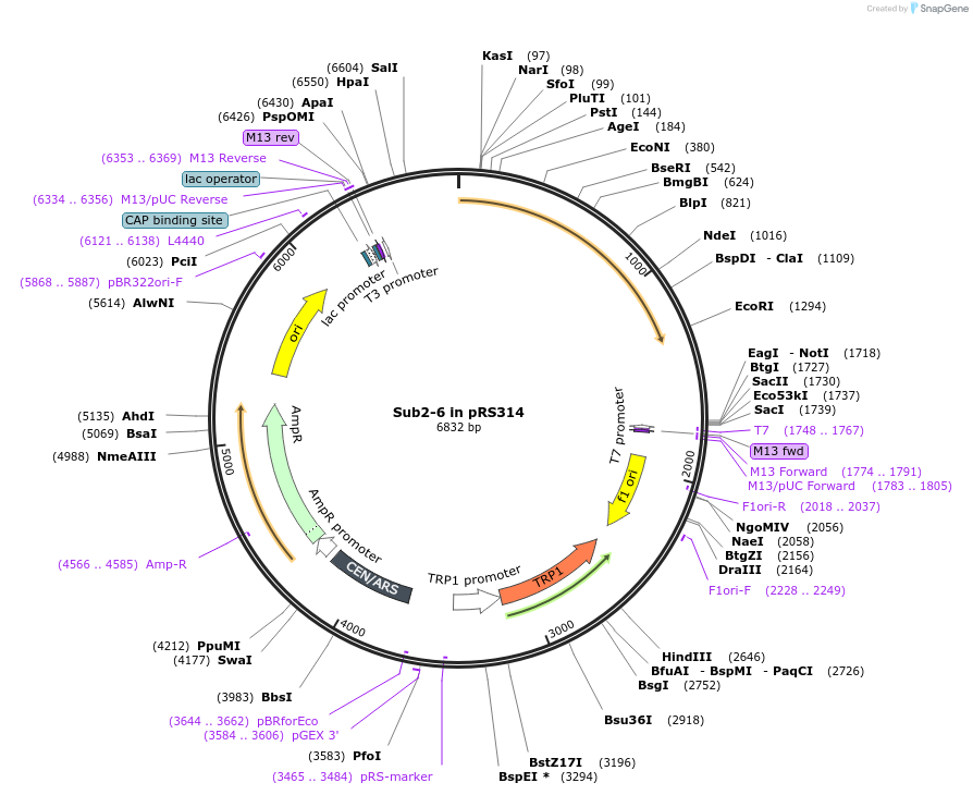 90456-plasmid-map-sequence-id-178943
