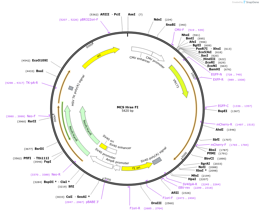 90413-plasmid-map-sequence-id-178961
