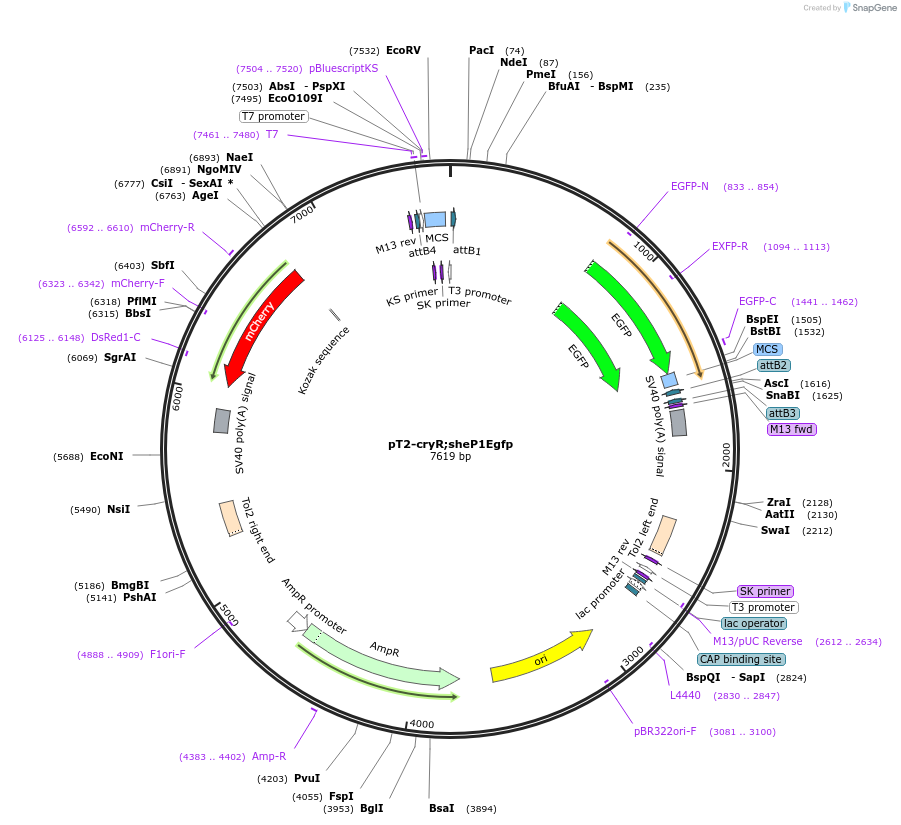 90165-plasmid-map-sequence-id-178963