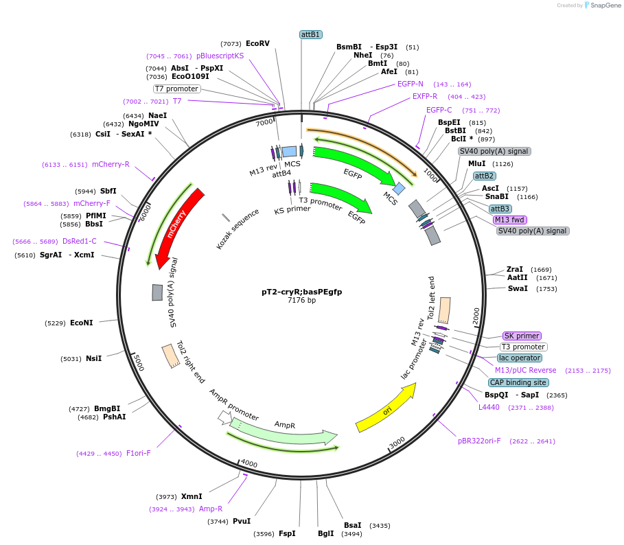 90169-plasmid-map-sequence-id-178974