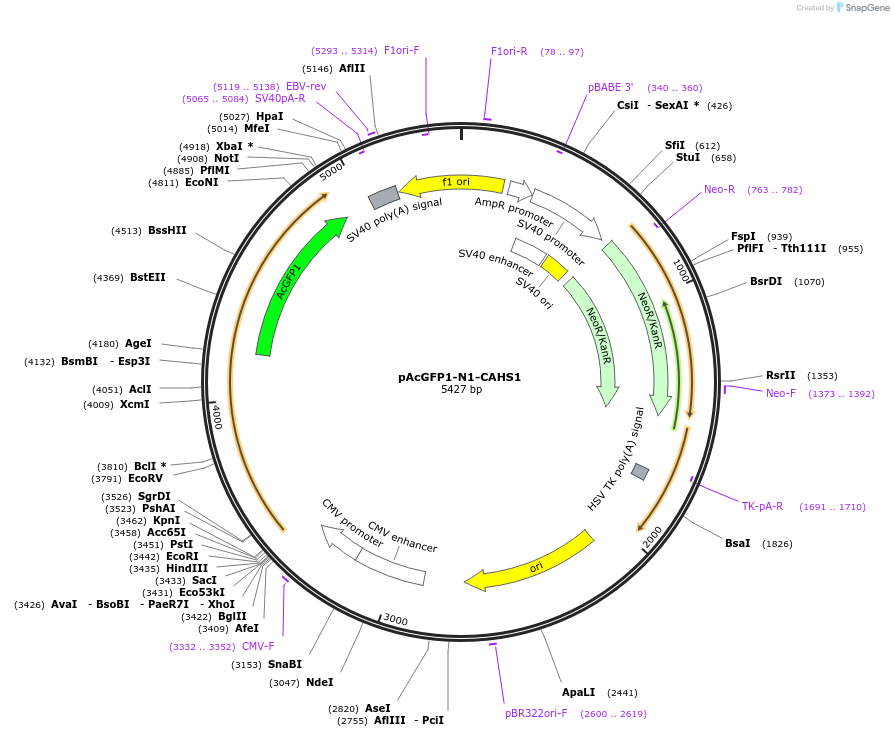 90030-plasmid-map-sequence-id-178993