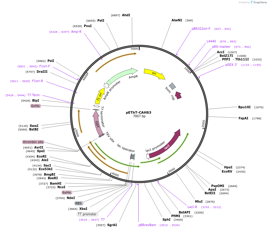 90028-plasmid-map-sequence-id-178994
