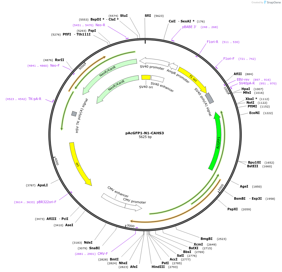 90031-plasmid-map-sequence-id-178996