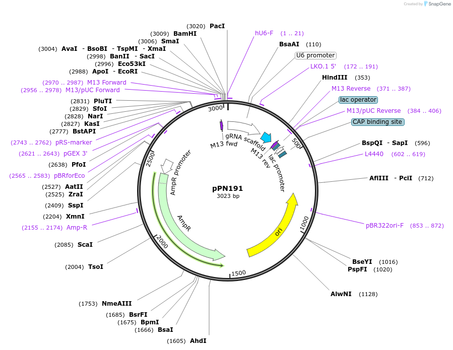 91578-plasmid-map-sequence-id-179027