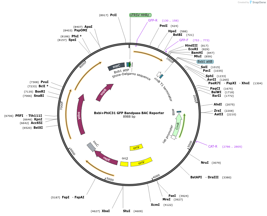 78218-plasmid-map-sequence-id-179068