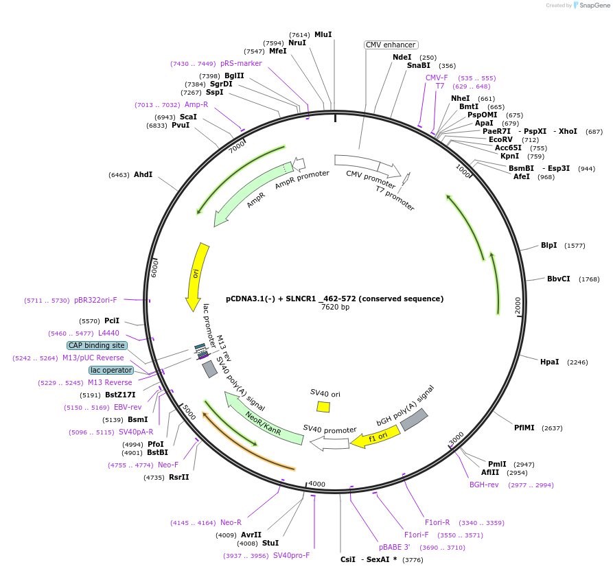86818-plasmid-map-sequence-id-179087