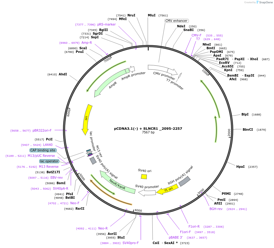 86825-plasmid-map-sequence-id-179088