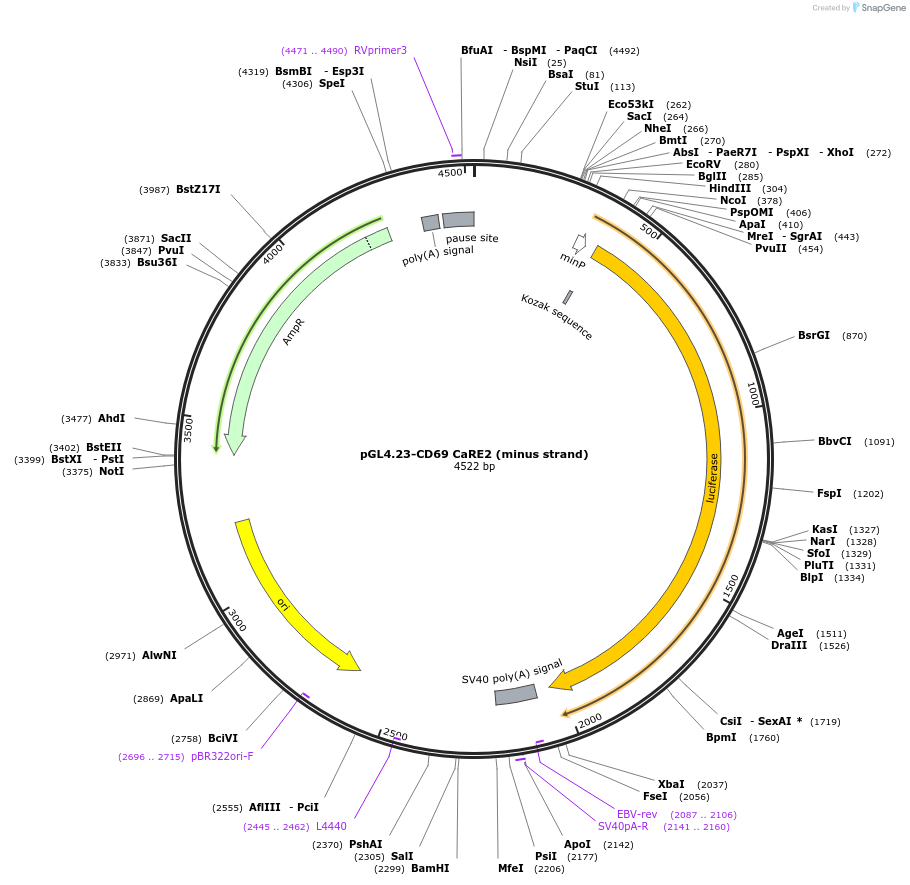 91843-plasmid-map-sequence-id-179908