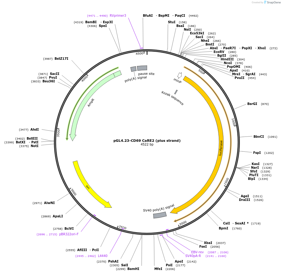 91848-plasmid-map-sequence-id-179910