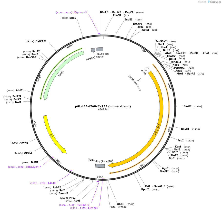 91845-plasmid-map-sequence-id-179912