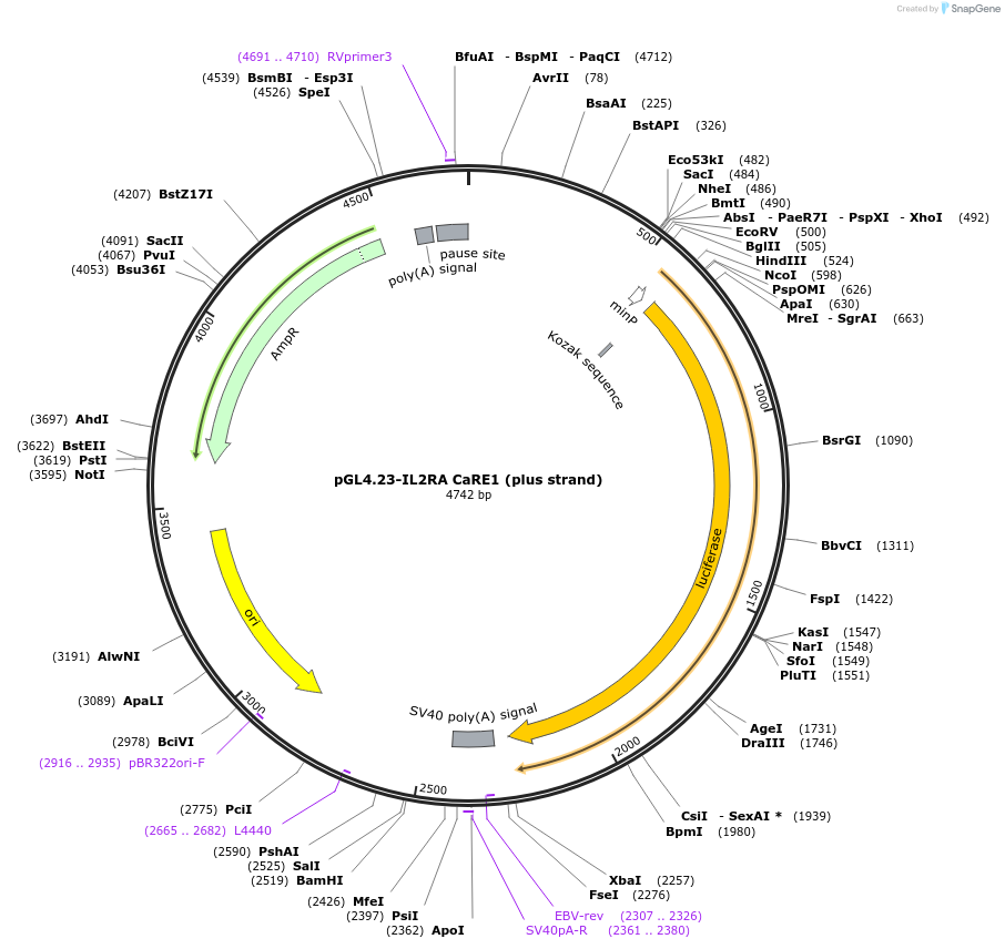 91837-plasmid-map-sequence-id-179915