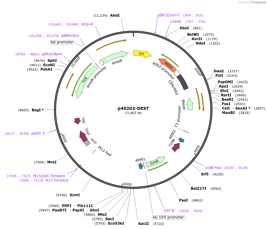 90100-plasmid-map-sequence-id-179918
