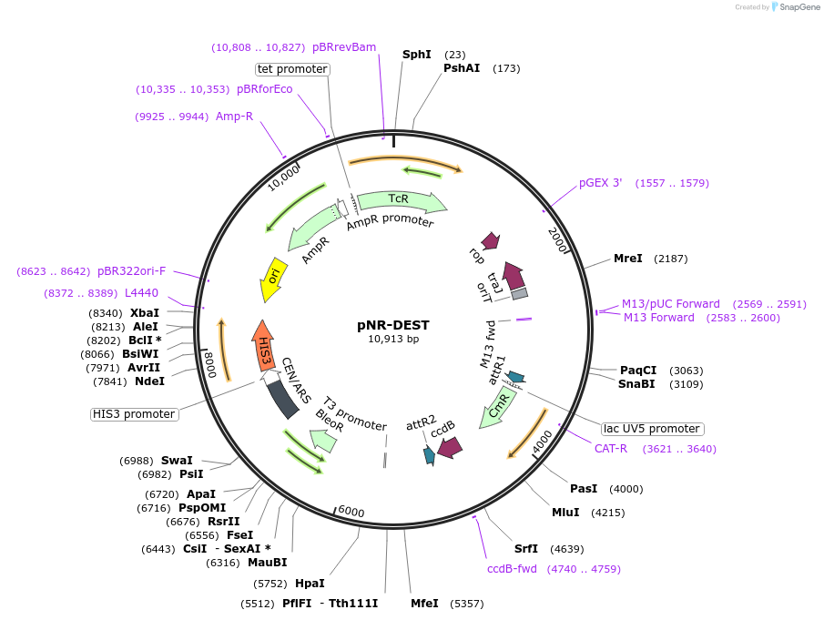 90101-plasmid-map-sequence-id-179922