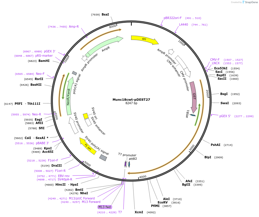 85626-plasmid-map-sequence-id-179924