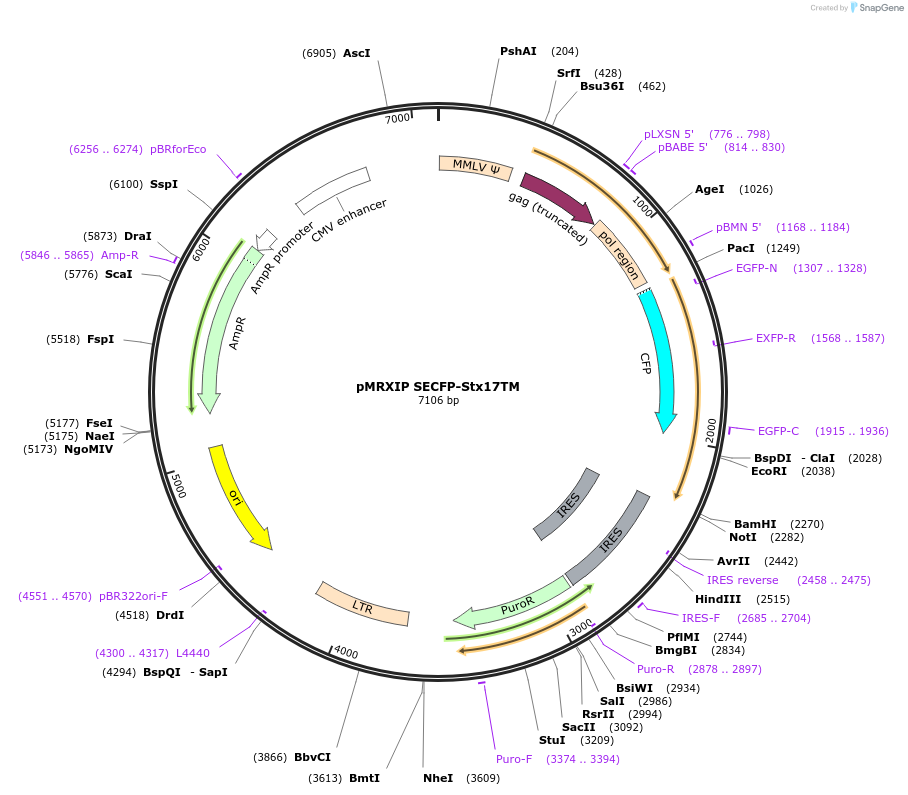 86777-plasmid-map-sequence-id-179953