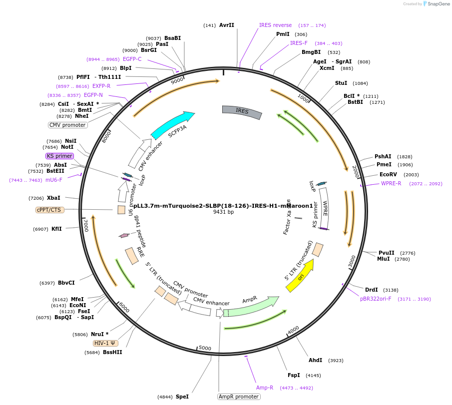 83842-plasmid-map-sequence-id-179970