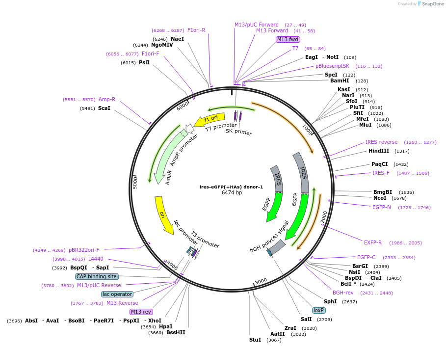 87865-plasmid-map-sequence-id-179972