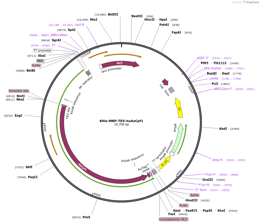 90095-plasmid-map-sequence-id-179980