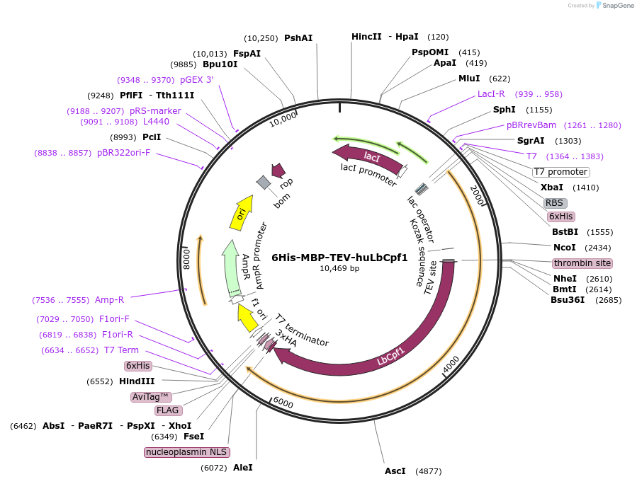 90096-plasmid-map-sequence-id-179981