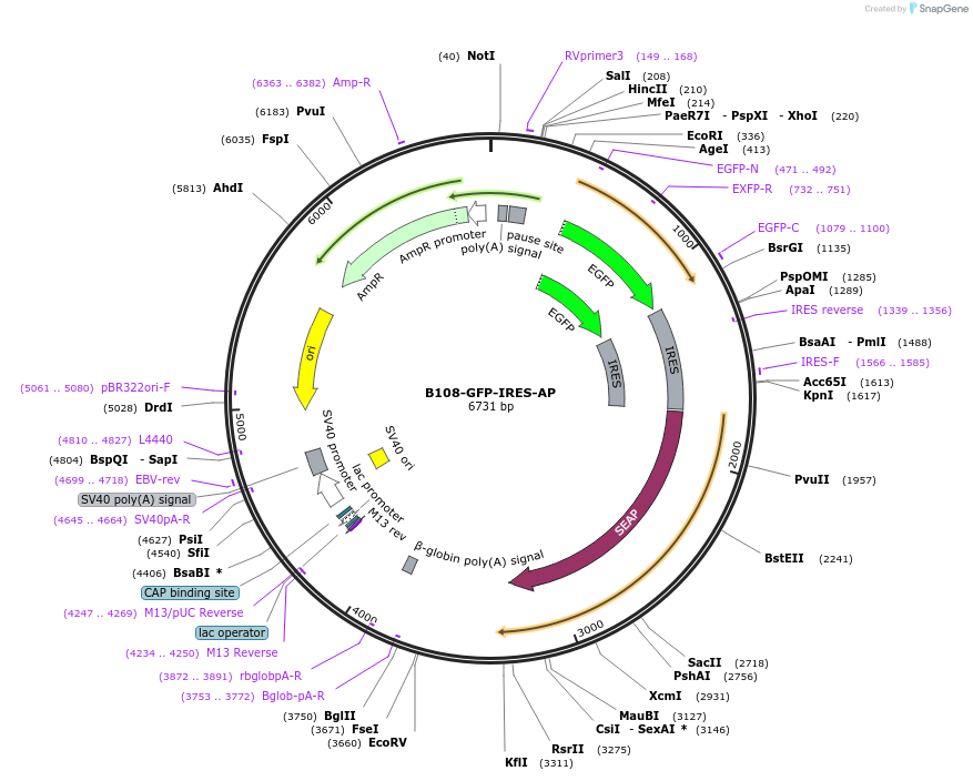 73988-plasmid-map-sequence-id-179982