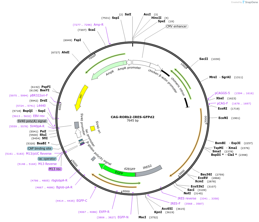 73998-plasmid-map-sequence-id-179987