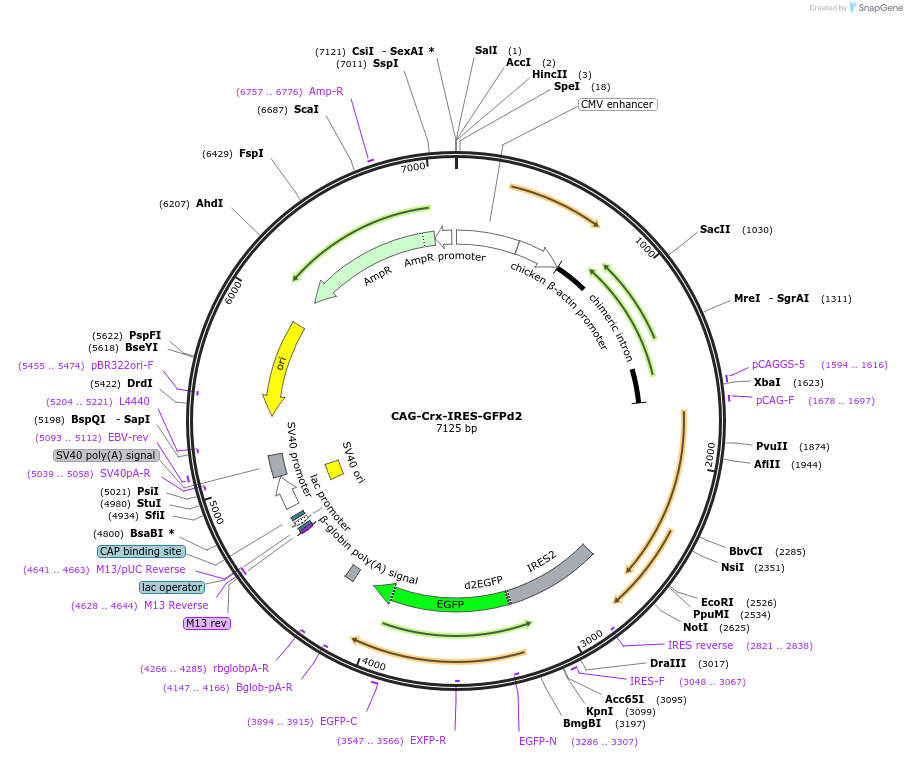 73997-plasmid-map-sequence-id-179993