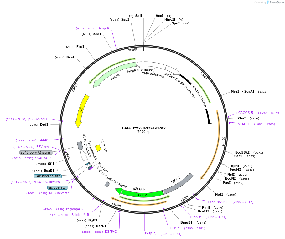 73996-plasmid-map-sequence-id-179994