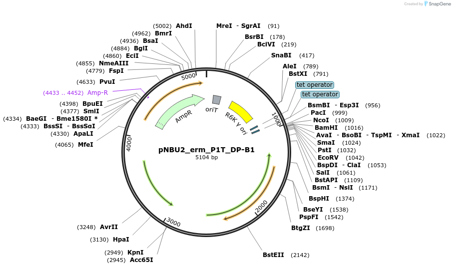 90319-plasmid-map-sequence-id-180030