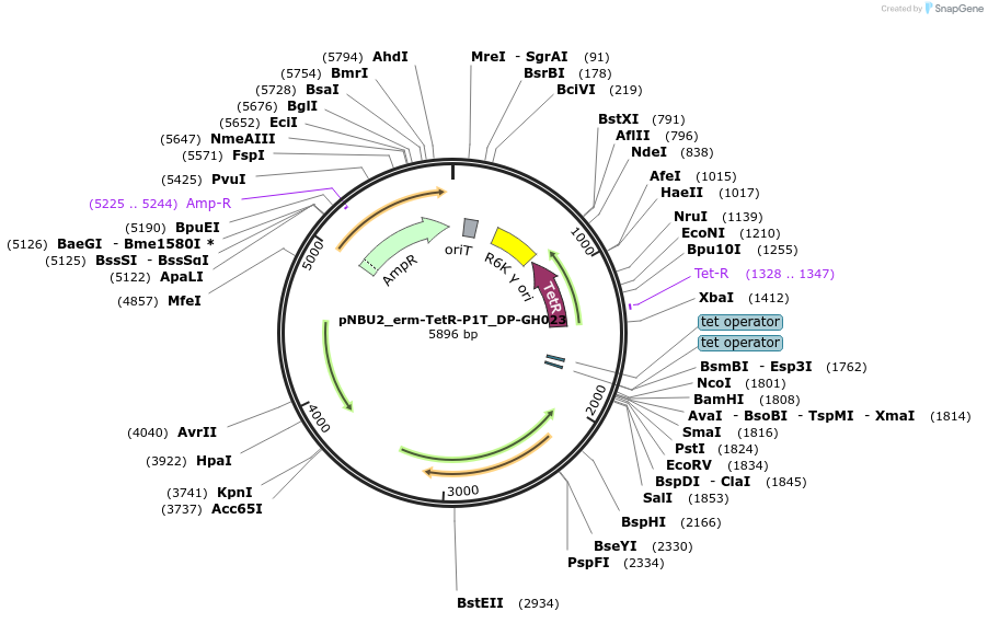 90324-plasmid-map-sequence-id-180031